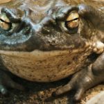 Bufo Alvarius Toad / 5MeO-DMT – the awakening