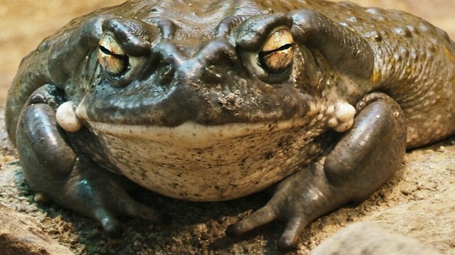 Bufo alvarius toad - 5MeO-DMT