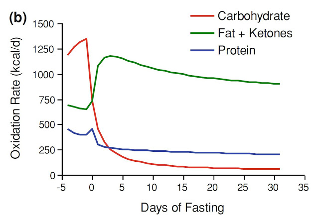 Fasting Benefits Chart